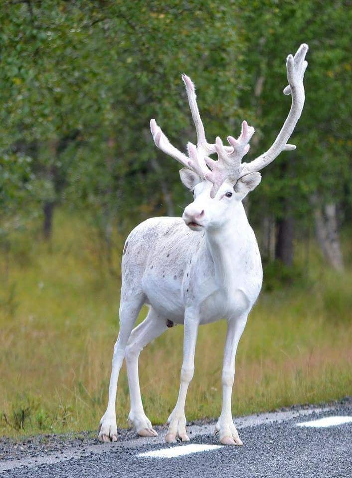 An Albino buck