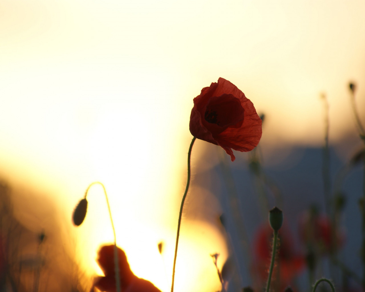 A lonely poppie