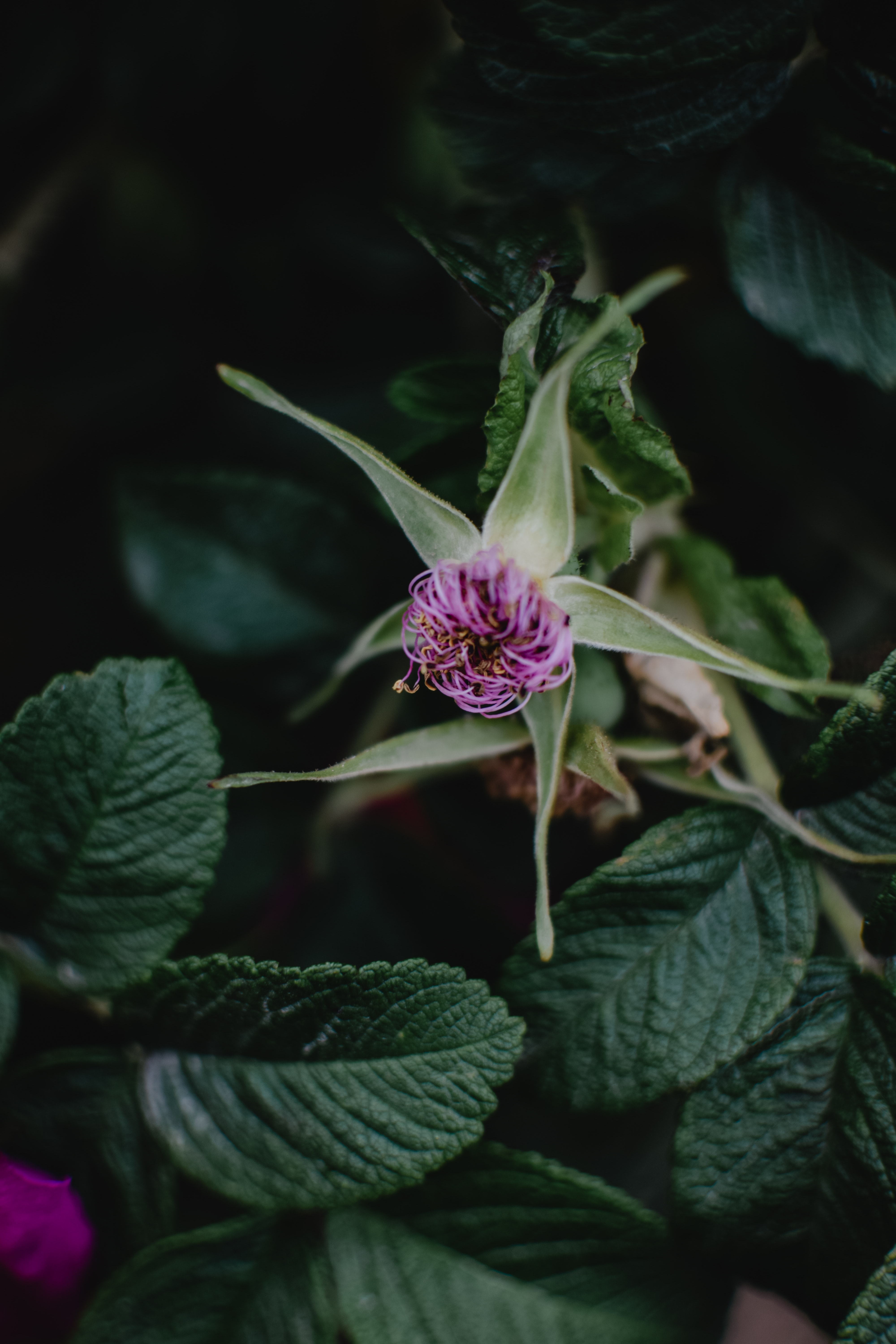 Blooming flower