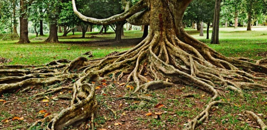 Dealing with a lot of roots