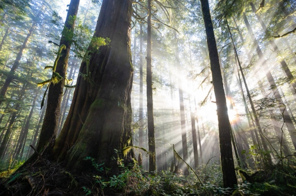 Forest sun rays
