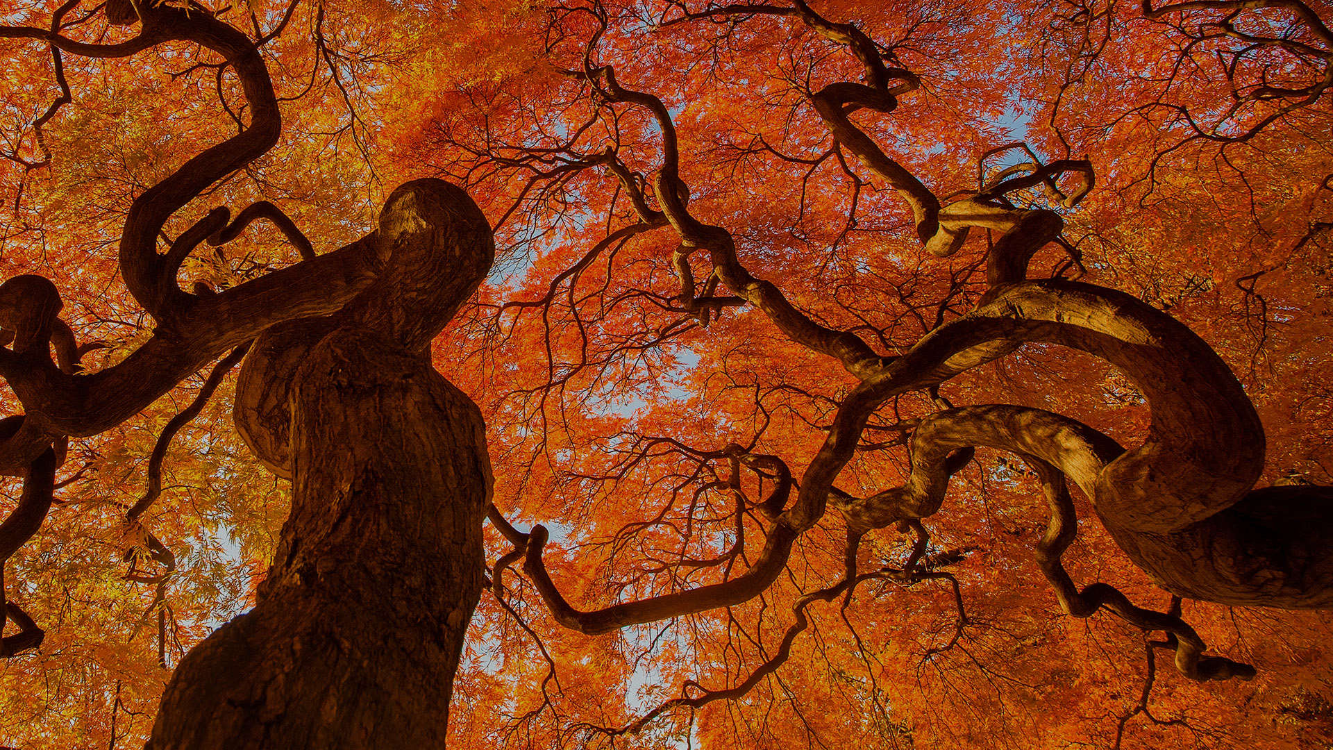Looking up the trees in autumn