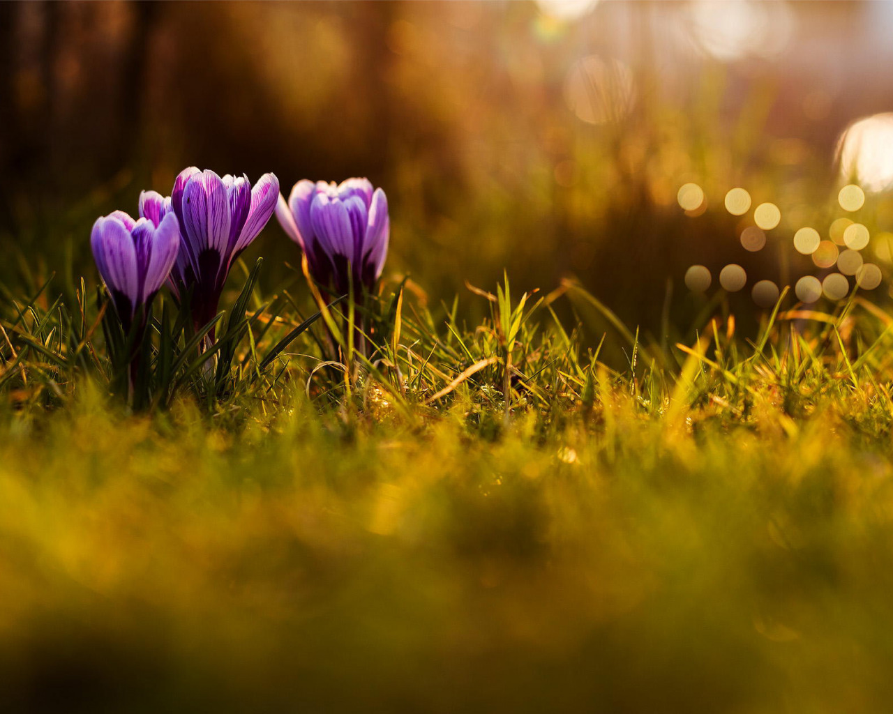 Purple flowers